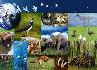 Journée mondiale de l’environnement : Le Sénégal perd 40.000 hectares de forêt chaque année Journée mondiale de l’environnement : Le Sénégal perd 40.000 hectares de forêt chaque année