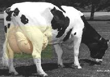 KAOLACK / POUR L’AUTOSUFFISANCE EN PRODUITS LAITIERS,Le Papel prévoit 42 millions de litres d’ici 2012 KAOLACK / POUR L’AUTOSUFFISANCE EN PRODUITS LAITIERS,Le Papel prévoit 42 millions de litres d’ici 2012