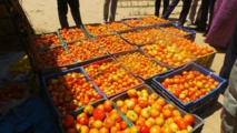 Projet d’appui a la securite alimentaire