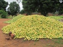 16.700 tonnes de mangue exportées sur une période de trois ans (Directeur)