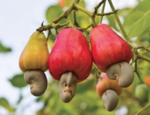 ZIGUINCHOR : CAMPAGE DE COMMERCIALISATION DE L’ANACARDE LES ACTEURS DE LA FILIERE SE MOBILISENT ZIGUINCHOR : CAMPAGE DE COMMERCIALISATION DE L’ANACARDE LES ACTEURS DE LA FILIERE SE MOBILISENT