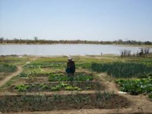 DEGRADATION DE LA RESERVE BIOSPHERE DANS LE DELTA DU SALOUM DES MILLIERS D’HECTARES DETRUITS CHAQUE ANNEE