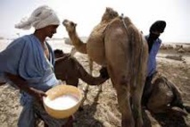 SÉNÉGAL-MAURITANIE : PLUS DE 4 MILLIARDS DE FRANCS CFA POUR AMÉLIORER LA PRODUCTION LAITIÈRE