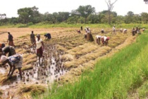 SECURITE ALIMENTAIRE ET NUTRITIONNELLE LE SENEGAL DEPENSE 400 MILLIARDS EN 11 ANS SECURITE ALIMENTAIRE ET NUTRITIONNELLE LE SENEGAL DEPENSE 400 MILLIARDS EN 11 ANS