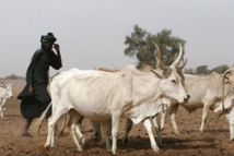 ELEVAGE - PREVENTION CONTRE LES MENACES DE PANDEMIES EMERGENTES LE SENEGAL ET LE MALI CONCOCTENT UN PLAN D’ACTION 2015-2019