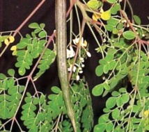 TOUBACOUTA/ LUTTE CONTRE LA DEFORESTATION «NEEBADAY» ALERTE SUR LA DISPARITION PROVOQUEE DES FORETS TOUBACOUTA/ LUTTE CONTRE LA DEFORESTATION «NEEBADAY» ALERTE SUR LA DISPARITION PROVOQUEE DES FORETS