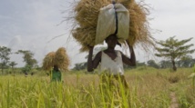 Intrants agricoles : Des semences certifiées à plus de 3.000 producteurs