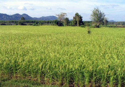 Des producteurs formés au financement des activités agricoles