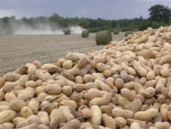 L'ANCAR veut distribuer 23 tonnes de semences de maïs dans trois régions