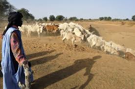 Elevage - Un acteur prône des investissements prenant en compte le pastoralisme
