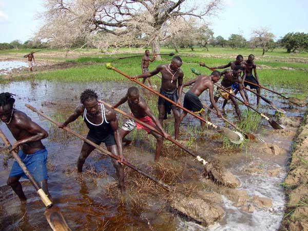 KABROUSSE Quand le tourisme freine la culture du riz 