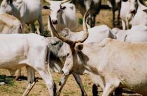 Un milliard FCFA à la disposition des éleveurs pour sauver le bétail