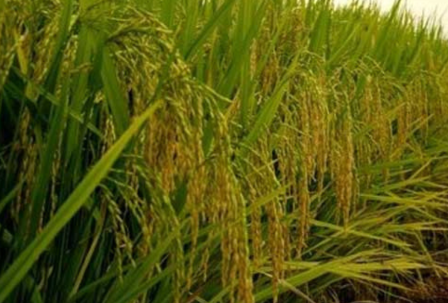 Sédhiou-accompagnement des initiatives d’autosuffisance en riz : le Projet de développement de la chaîne de valeurs du riz s’active pour 10.000 t/an