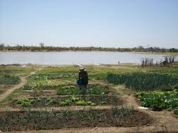 DEGRADATION DE LA RESERVE BIOSPHERE DANS LE DELTA DU SALOUM DES MILLIERS D’HECTARES DETRUITS CHAQUE ANNEE