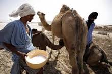 SÉNÉGAL-MAURITANIE : PLUS DE 4 MILLIARDS DE FRANCS CFA POUR AMÉLIORER LA PRODUCTION LAITIÈRE