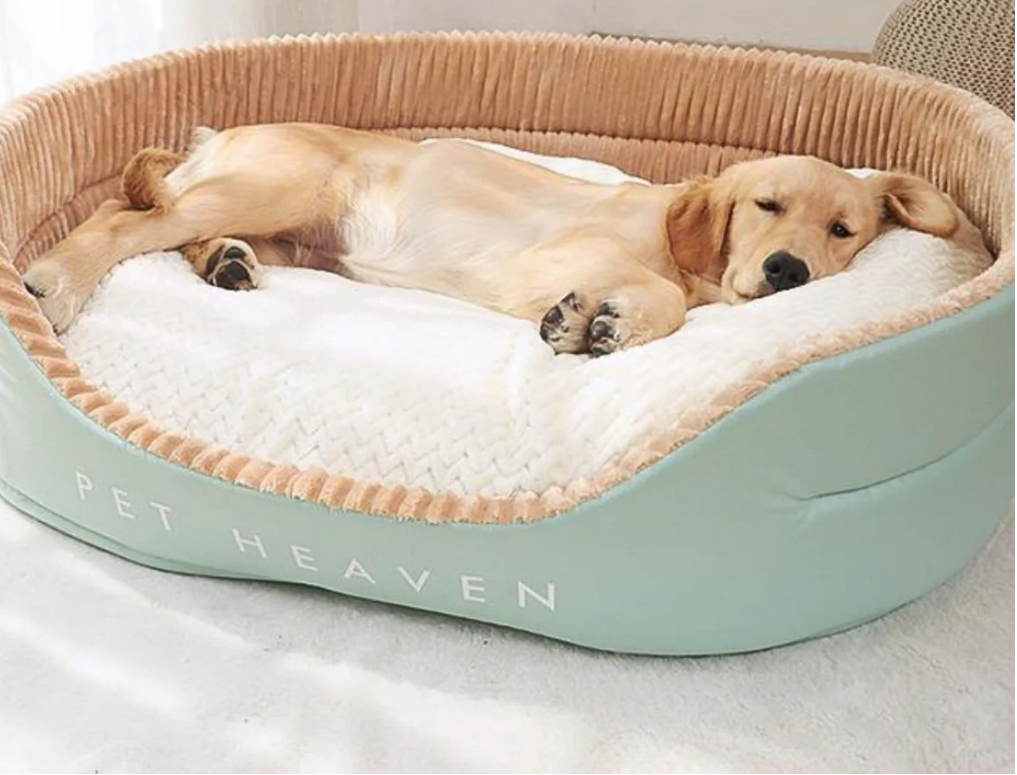 🐾 10 Accessoires indispensables pour le bien-être de votre animal de compagnie