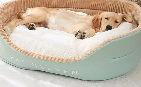 🐾 10 Accessoires indispensables pour le bien-être de votre animal de compagnie