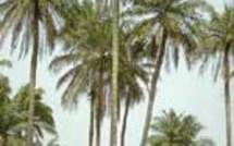 Menace de disparition des palmiers à huile : Les paysans de Sédhiou se mobilisent pour reboiser