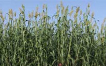 NIORO / EN PERSPECTIVE DE LA ¨PROCHAINE CAMPAGNE DE COMMERCIALISATION AGRICOLE « L’Inter-penc » prêt a défendre les intérêts des producteurs