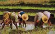Agriculture Dimension genre dans les exploitations agricoles : Les hommes, toujours maîtres des terres