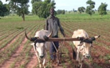 Recours au GPS pour un meilleur rendement agricole au Sénégal