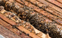 La Banque africaine de développement approuve une aide de 343 000 dollars EU pour accroître la production de miel au Rwanda