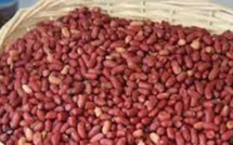 CAMPAGNE AGRICOLE : DIOURBEL REÇOIT 4823 TONNES DE SEMENCES D’ARACHIDES