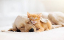 Une loi pour améliorer la condition des animaux et enfin prendre en compte leur bien-être. Par Anne-Cassandre Ledoux