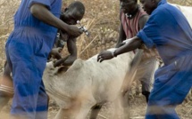 KAFFRINE/ PROGRAMME LOCAL D’APPUI A L’ELEVAGE Un nouveau parc de vaccination implanté à Kayi