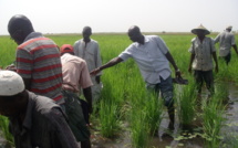 Agriculture irriguée : La stratégie nationale de développement de la petite irrigation locale va s’inspirer du Papil