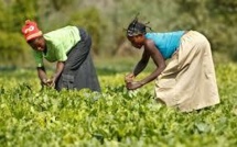 Tambacounda : lancement d’un projet d’amélioration de la sécurité alimentaire