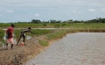 Lancement du volet pisciculture de l’aménagement de la mare de Walaldé, mardi