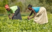 Matam : un financement de 125 millions de francs pour les groupements féminins