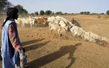 Elevage - Un acteur prône des investissements prenant en compte le pastoralisme