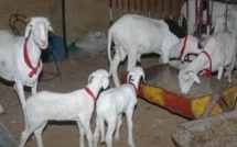 Thiès : des moutons 'ladoum" de Child Fund à 2000 familles