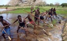 KABROUSSE Quand le tourisme freine la culture du riz 