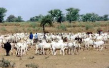 Kaolack : des acteurs sensibilisés sur l'intérêt d'un livret d'éleveur