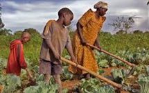 Sécurité alimentaire -  Un officiel exhorte à nourrir les enfants avec les produits locaux