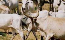 Un milliard FCFA à la disposition des éleveurs pour sauver le bétail