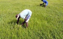 New Delhi débourse 31 milliards de francs CFA pour la riziculture sénégalaise