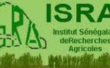 De nouvelles variétés de semences en cours d’homologation à l'ISRA (DG)