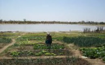 L’Afrique sub-saharienne enregistre l'Indice global de la faim le plus élevé (étude)