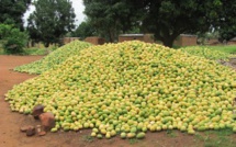 SENEGAL-HORTICULTURE PLUS DE 16 000 TONNES DE MANGUE EXPORTÉES EN 2015