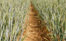 Galvaniser l’agriculture africaine via une mécanisation efficace des exploitations agricoles