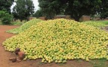 16.700 tonnes de mangue exportées sur une période de trois ans (Directeur)