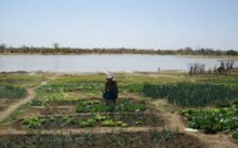 DEGRADATION DE LA RESERVE BIOSPHERE DANS LE DELTA DU SALOUM DES MILLIERS D’HECTARES DETRUITS CHAQUE ANNEE