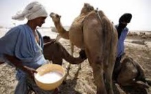 SÉNÉGAL-MAURITANIE : PLUS DE 4 MILLIARDS DE FRANCS CFA POUR AMÉLIORER LA PRODUCTION LAITIÈRE