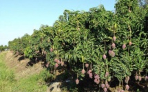 SEDHIOU - LES PRODUCTIONS DE MANGUES EN PERIL SUITE AUX ATTAQUES DE MOUCHES LES ACTEURS DE LA FILIERE OUTILLES A LA RIPOSTE VEGETALE