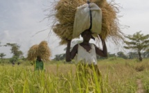 Intrants agricoles : Des semences certifiées à plus de 3.000 producteurs